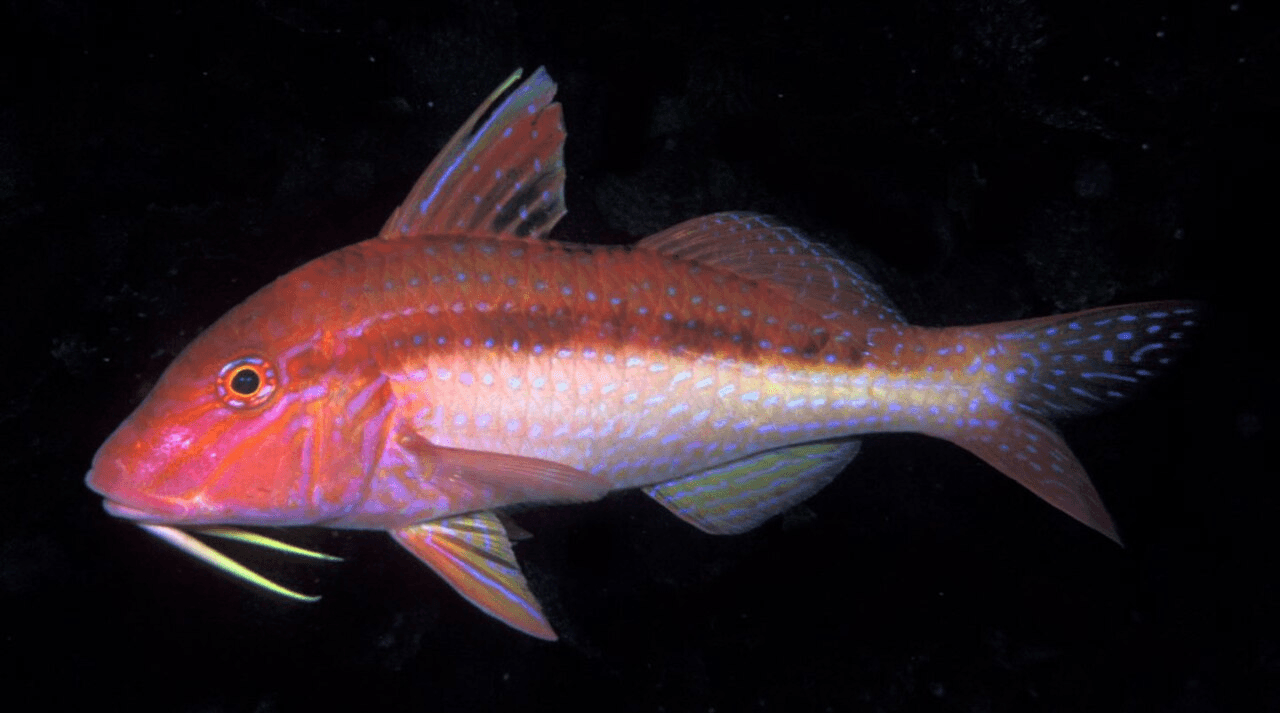 a pink patterened fish with a yellow beard