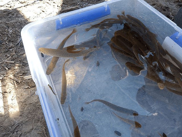 photo of little brown fish in tupperware