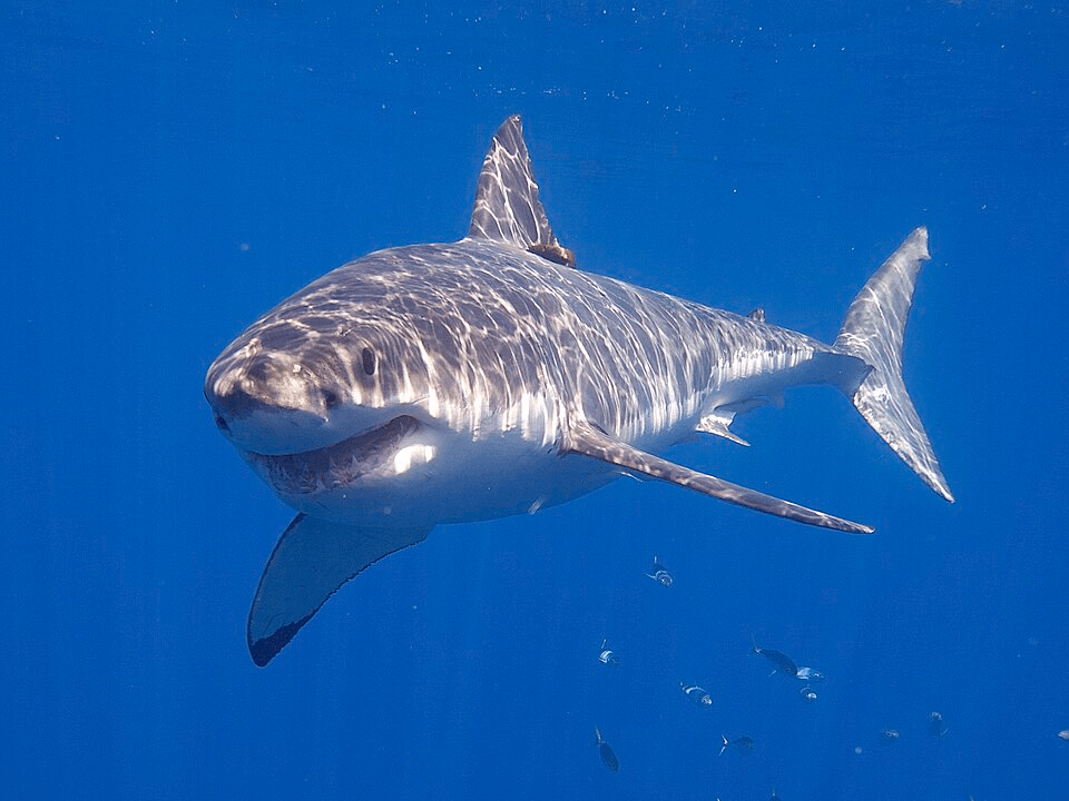 a great white shark in bright blue water. it appears to be smiling