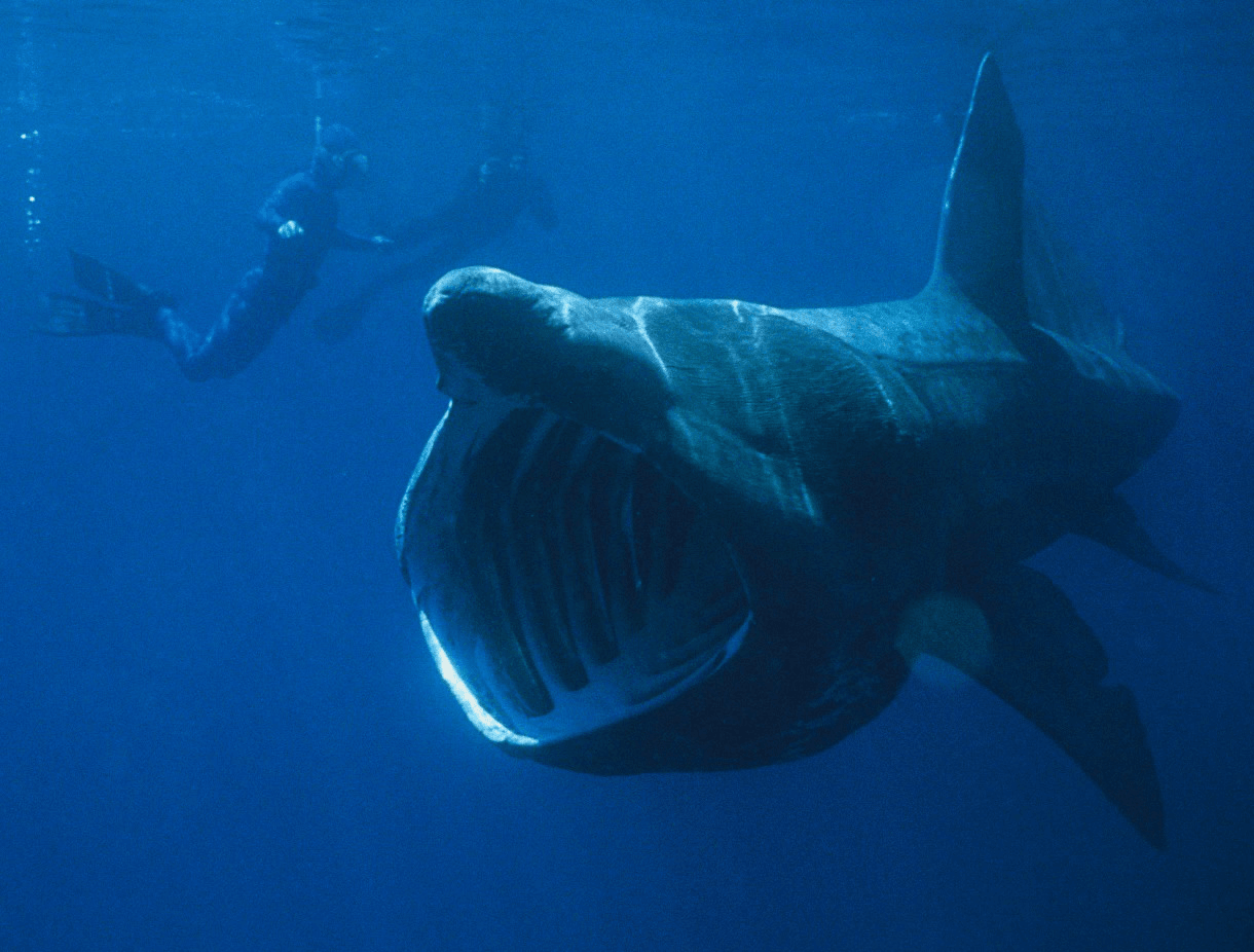 a basking shark with its mouth very open swimming in the ocean