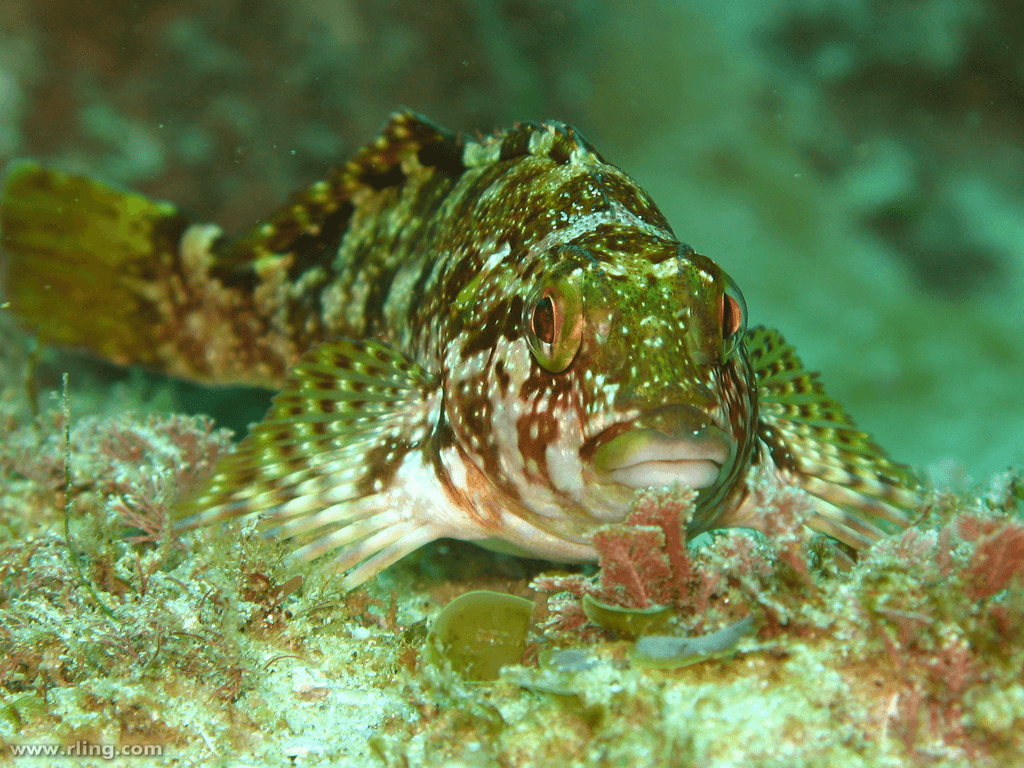 spotty and pattered fish