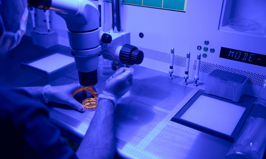 an embryologist looks at a pear tree dish through a mircoscope.