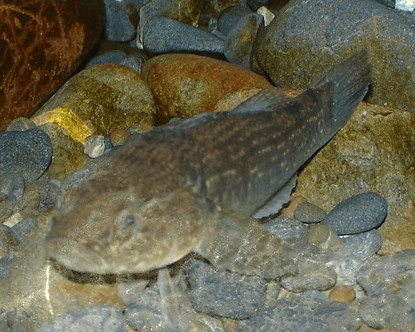 a brown fish