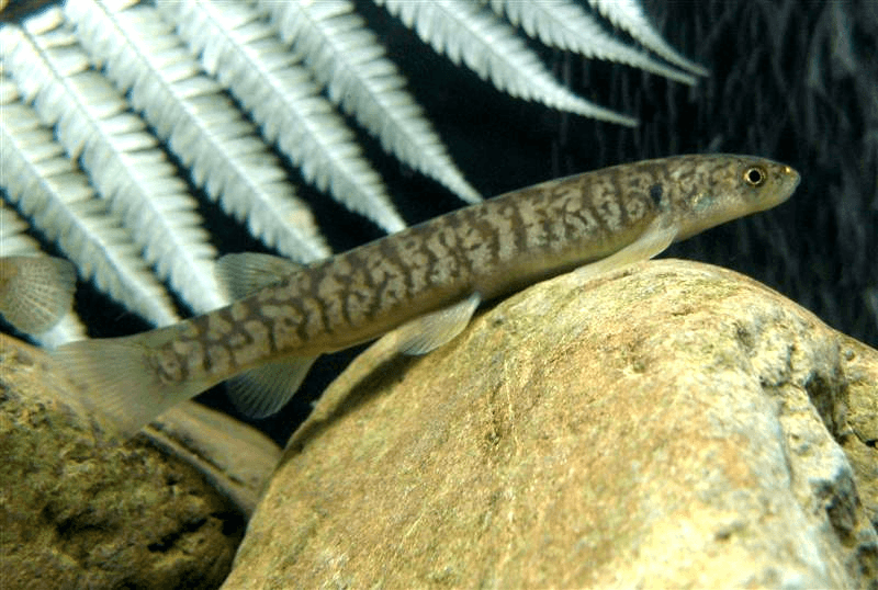 a small fish on a rock