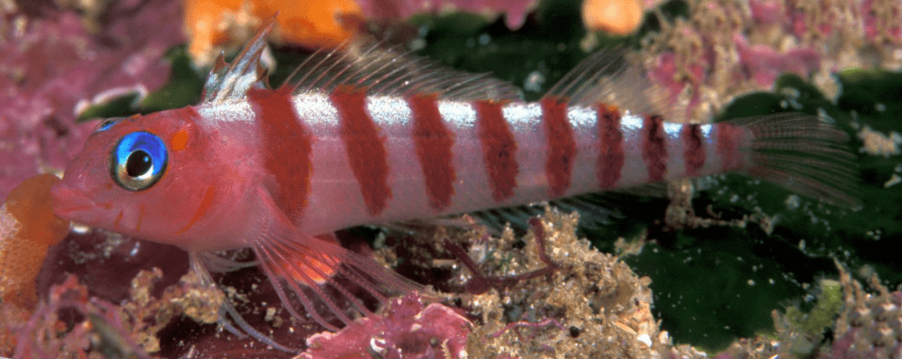 photo of a fish with blue eyes and red stripes very beautiful