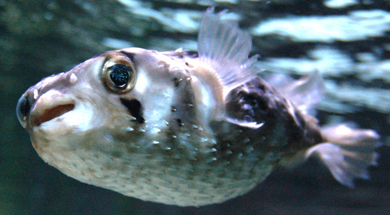 a cute spikey fish