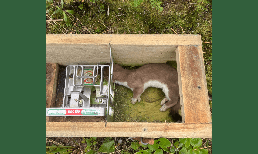 a dark green background showing an open trap with a dead fluffy stoat inside