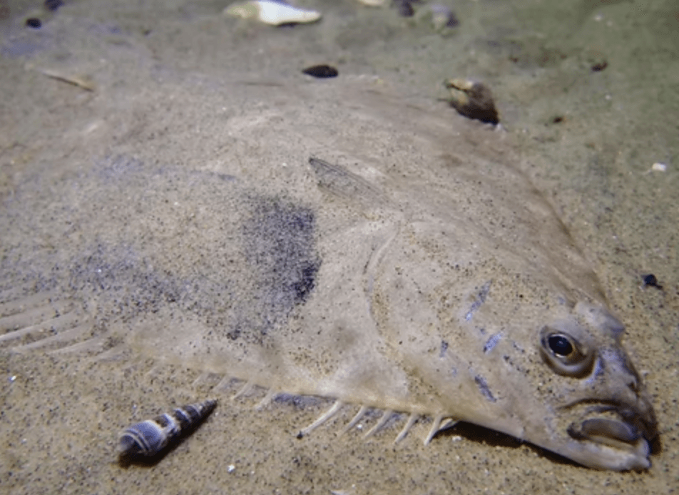 fish hiding in sand