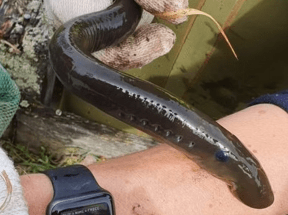 an ugle fish on a hand