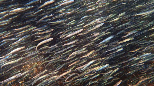 lots of tiny anchovy swimming all together