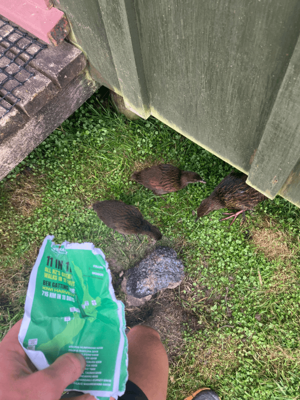 three weka outside a tramping hut