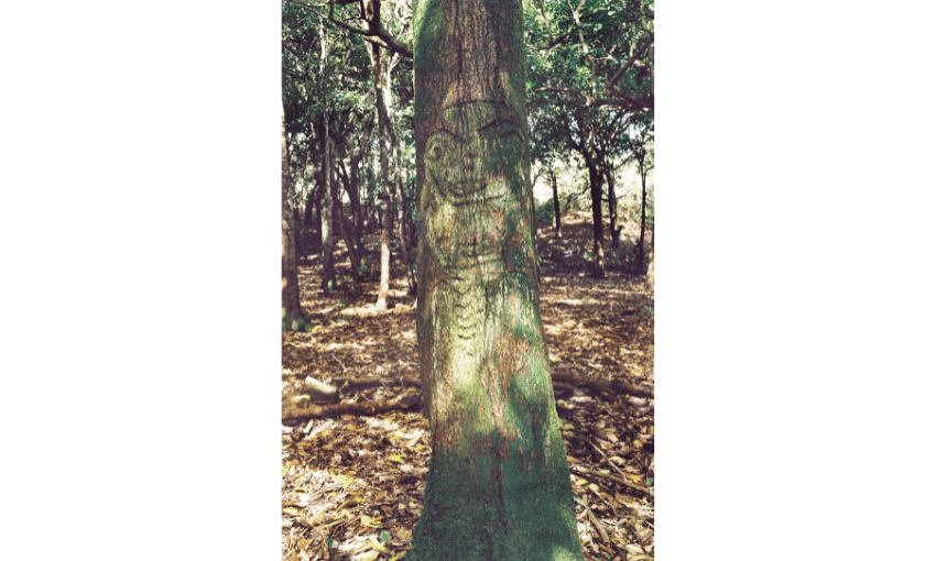 Photograph of a tree with engravings on it.