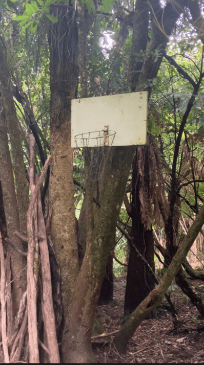 a makeshift basketball hoop and backboard attached to a tree in the middle of a forest