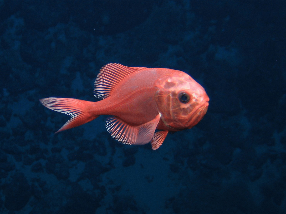 a lovely orange fish