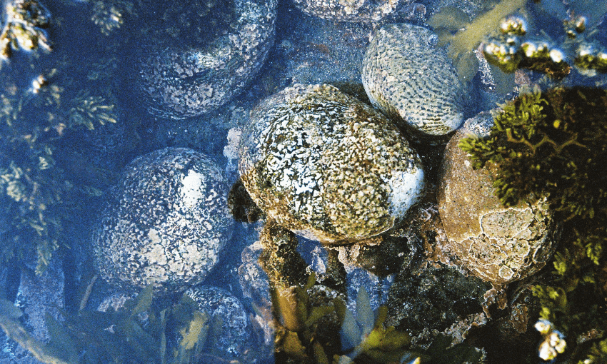 Close up photo of Pāua.
