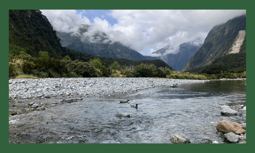 a broad te waiponamou river with a bevy of wee ducks skimming the glassy surface