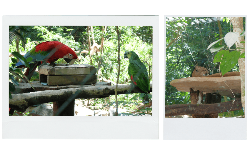 Two photos: Left shows a red-and-green macaw and a green parrot on a wooden feeder in a lush environment. Right shows a brown puma on a wooden platform surrounded by greenery.