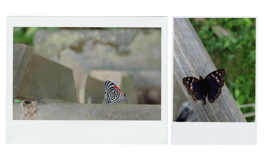 Two Polaroid photos: Left shows a close-up of a butterfly with distinctive black, white, and red patterns against a blurred outdoor background. Right shows a dark butterfly with light patterns perched on a wooden surface with green foliage nearby.