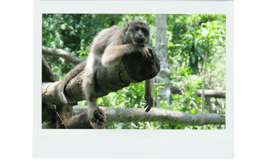 A monkey rests on a tree branch in a green, lush forest. It looks relaxed, with one arm hanging down and its head resting on the log, surrounded by vibrant foliage.