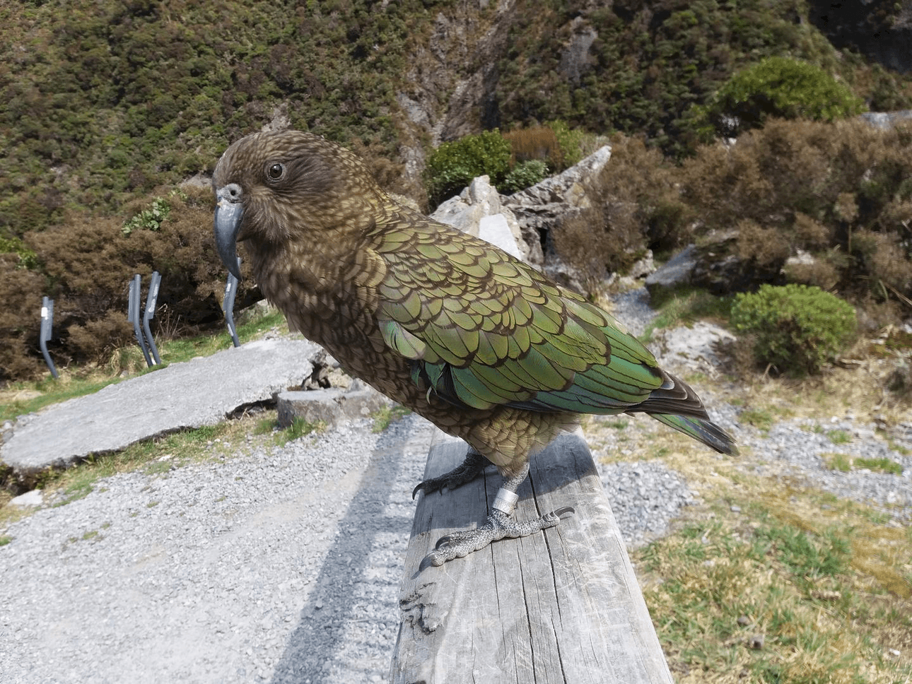 A kea with brown and green feathers and a curved black beak