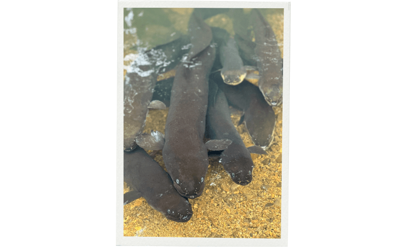 Several dark-coloured tuna (freshwater eels) swim close together in clear, shallow water over a sandy, pebbled riverbed. Their bodies are elongated, and their faces are visible near the surface.