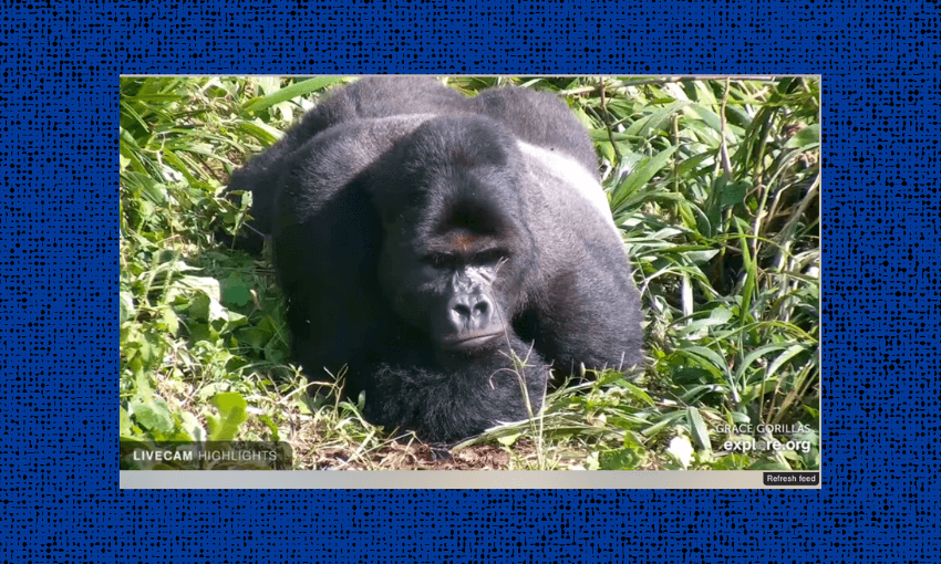 A gorilla in the Democratic Republic of Congo, captured on a web cam livestreaming to the world 
