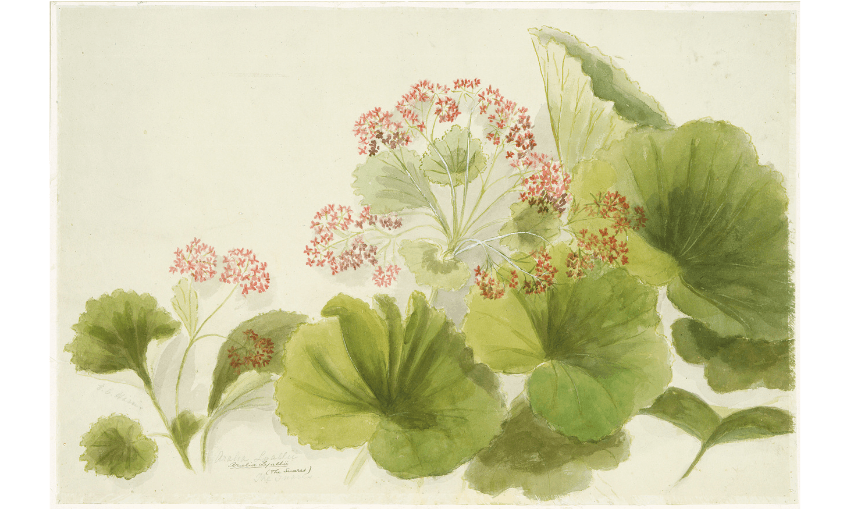 A botanical painting of a native Aotearoa plant known as Snares.