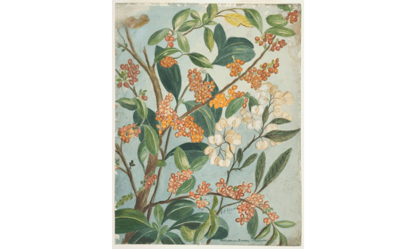 A botanical painting of Coprosma baueri which has orange flowers.