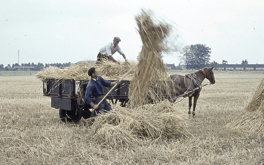 Vintage photo of men farming hay