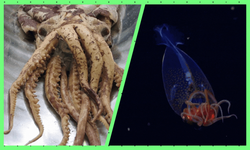 No one can be cute forever. (Left: Te Papa. Right: ROV SuBastian / Schmidt Ocean Institute). 
