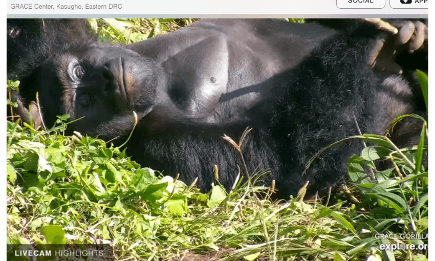 A gorilla lying on its back in the grass. 