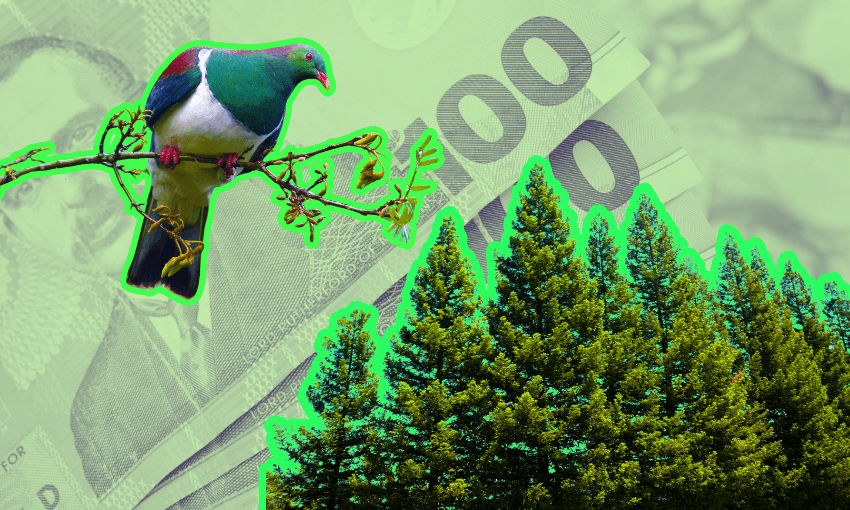 A kererū bird perches on a branch above evergreen trees, with New Zealand 100 dollar bills in the background. The scene has a green overlay and a bright, surreal effect.