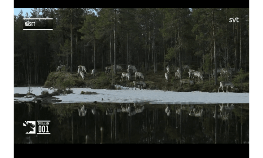 A screenshoot taken of a video of a herd of moose standing between forest and river.