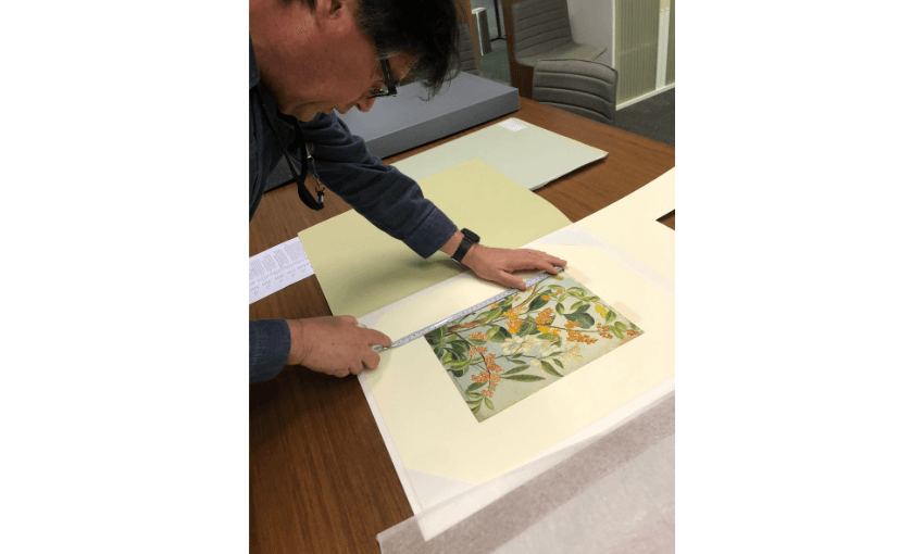 A photograph of a man ruling a paper which has a botanical painting on it. 