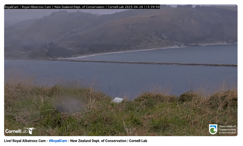 A screenshot showing land and see with mountains beyond and a single albatross chick in the centre, in the grass.