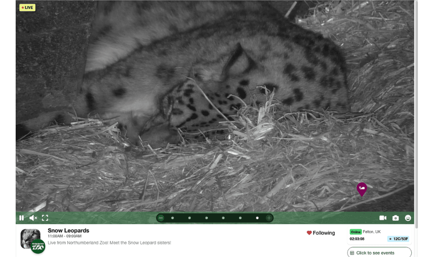 A close up of a snow leopard asleep on some straw.