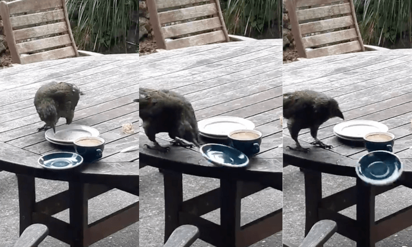 A kea searches for food, finds none and knocks a plate off a table at Arthur’s Pass Cafe 
