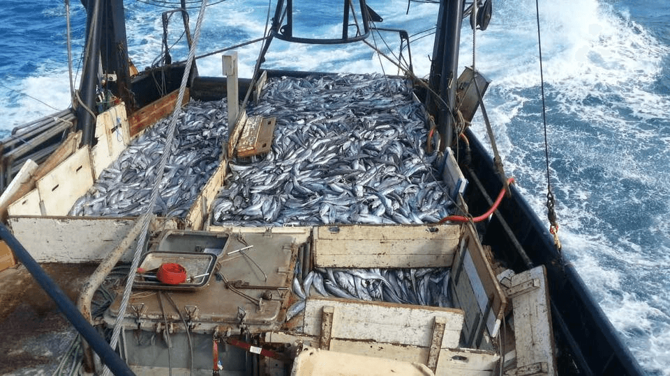 the stern of a boat with huge containers full of dead fish
