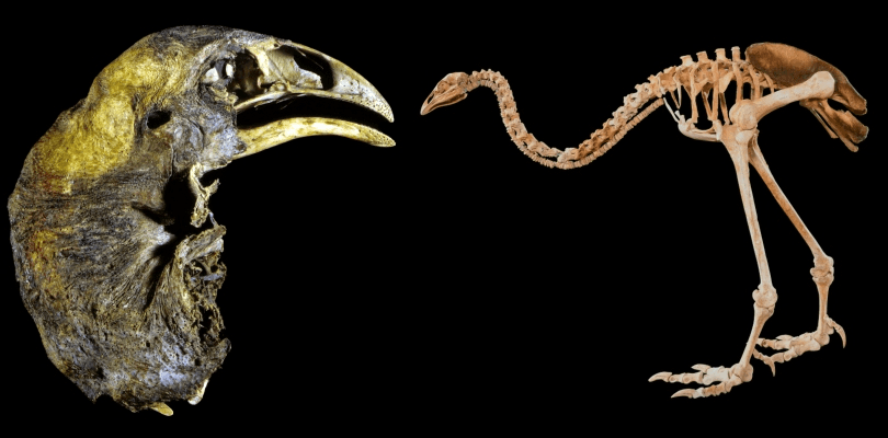 A preserved, large bird head with a curved beak is shown on the left, and the complete skeleton of a large, flightless bird stands on the right, both on a black background.