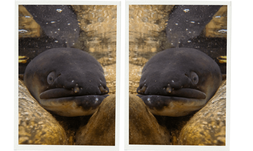Two nearly identical photos of a dark-coloured tuna (freshwater eels) resting on the bottom of stream, facing the camera with a rounded face and small visible nostrils, surrounded by rocks and water.