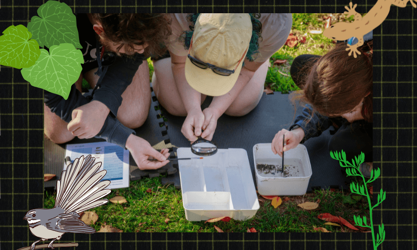 The City Nature science challenge can get everyone involved (Image: Christchurch City Council, with additional design by The Spinoff)  
