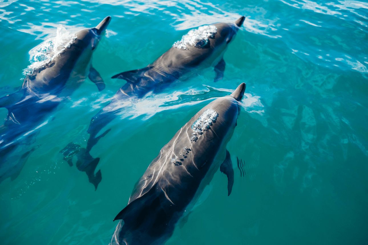 the dolphins swimming