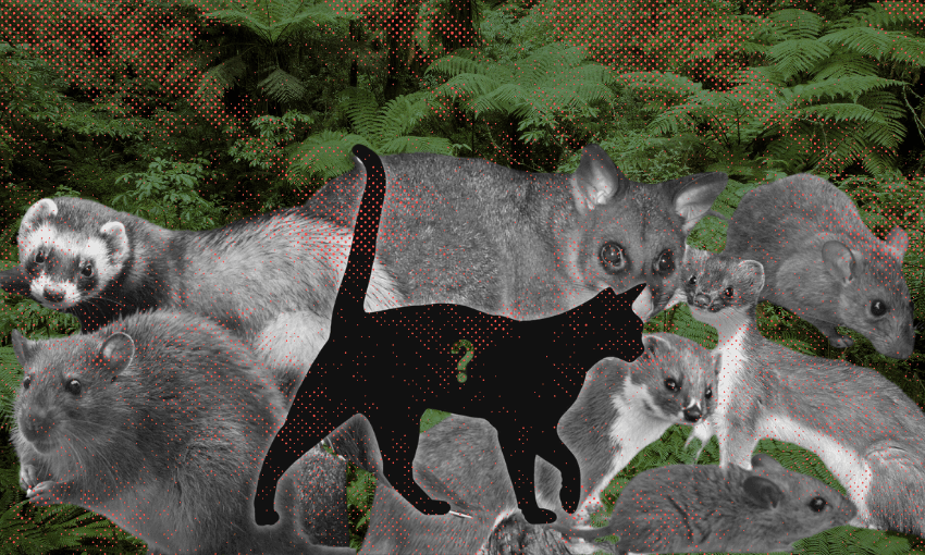 Image: Supplied/The Spinoff 
