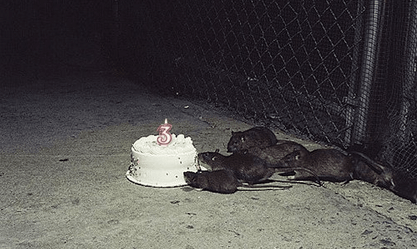 rats eating birthday cake