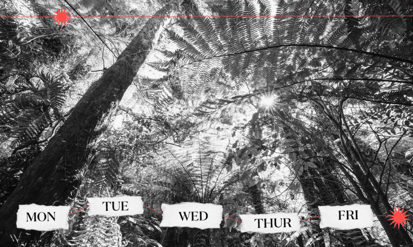 A POV looking up into a tree canopy in black and white