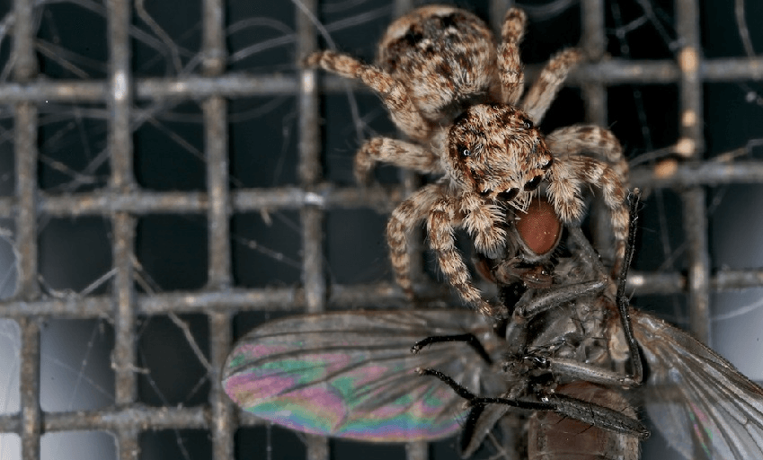 The Friday Poem: ‘hemmed in like a boar between archers’ by Helen Lehndorf