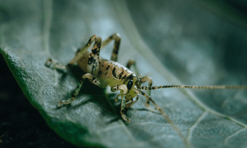 A close-up of a small wētāpunga with spotted legs and long antennae resting on a green leaf, showing fine details of its body and the leaf’s surface texture.