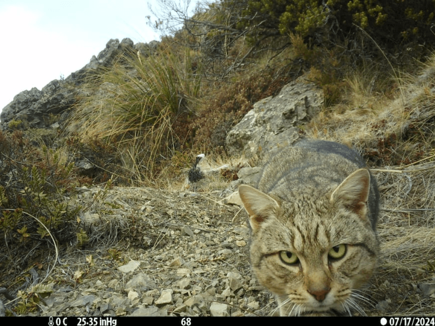 A tabby cat stands on a rocky trail in a mountainous area, staring directly at the camera, surrounded by dry grass and shrubs under a clear sky. The date stamp reads 07/17/2024.