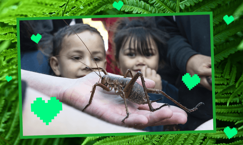 A close up encounter with wētāpunga (Image: Supplied with additional design by The Spinoff)  

