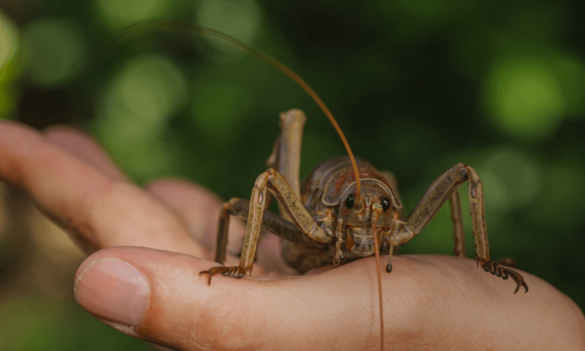 A large insect with spiny legs and long antennae is held in a hand. There are ferns behind it.